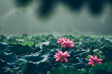 Pembe Lotus ve Yeşil Yapraklar Koyu Göl Ayarlarında