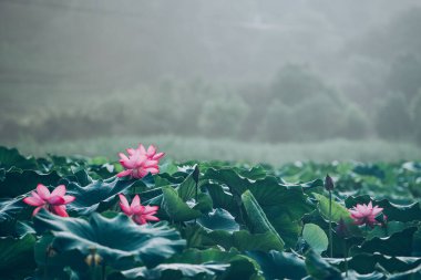 Kara Göl Botanik 'te Yeşil Lotus Yaprakları ve Çiçek