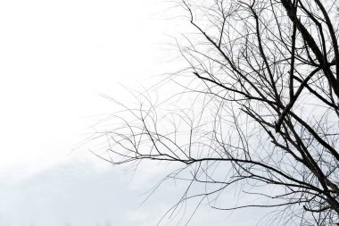 Minimalist Ağaç Dalları Doğal Element Tasarımı