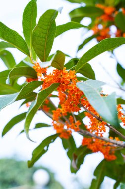 Çiçek açan Osmanthus Çiçekleri Çiçek dalında