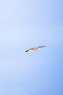 Kıyı Suları Üzerinde Uçan Martı Kuş Vahşi Yaşam Fotoğrafçılığı