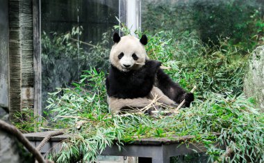 Sichuan Panda Üssü Doğal Yaşam Alanında Dev Panda