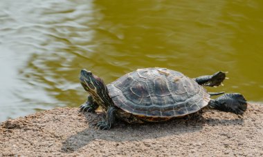 Sonbahar sezonunun başında Riverbank 'te Kaplumbağa