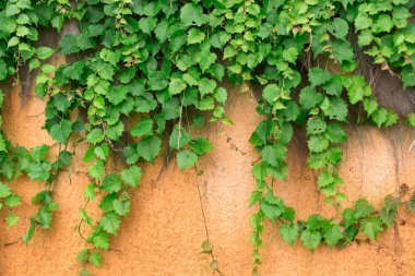 Boston Ivy Taze Yeşil Yapraklar Tasarım Elementi