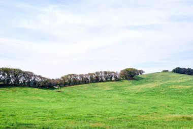 Chungcheongnamdo Otlağındaki Pastoral Ağaç Huzurlu Manzara
