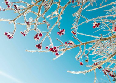 Buzlu Hawthorn Meyveleri Kapalı Kış Botanik Detayları