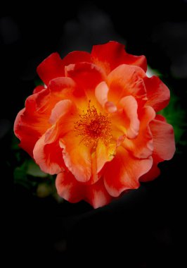 Rosa Çiçeği Aşırı Kapanış Floral Detay Fotoğrafçılığı