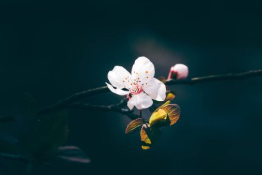 Karanlık Ton Botanik Fotoğraflarında Beyaz Yaban Çiçeği Kapanışı