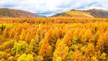 Birch Ormanı 'nda Sonbahar Renkleri Ulusal Park Mevsimsel Dönüşümü