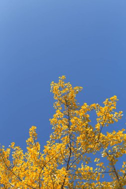 Altın Ginkgo Ağacı Sonbahara Karşı Mavi Gökyüzü Karşıtlığı