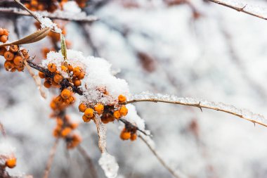 Karla kaplı Buckthorn Ağacı Donmuş Böğürtlenlerle Kış Yaşamı