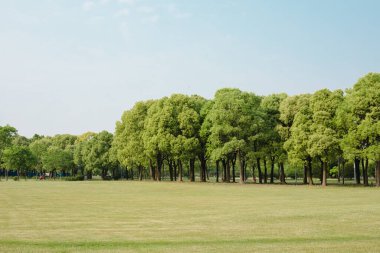 Yeşilli Yeşil Orman Doğal Manzara Fotoğrafçılığı