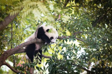 Sevimli Bebek Panda Yavrusu Doğal Yaşam Alanında Ağaca Tırmanıyor