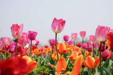 Canlı Lale Bahçesi Çiçek Açma Kapalı Çiçek Fotoğrafçılığı