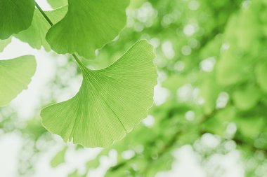 Güneş Işığı Yeşil Ginkgo Doğal Şeffaflık İçin Arka Işığı Bırakıyor