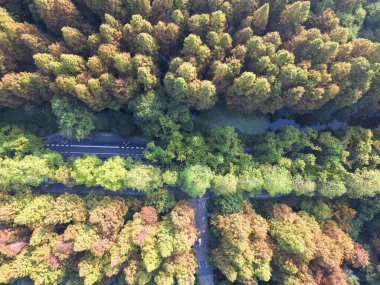 Güneş Işığı Delen Sisli Orman Ağaçları Atmosferik Doğa Sahnesi