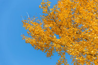 Ekstrem Ginkgo Yaprak Damarı ve Doku Makro Fotoğrafçılık