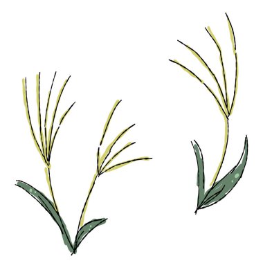 Gümüş çimen, el yazısıyla çizim seti.