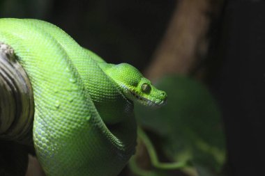 Vahşi doğadaki yeşil yılana yakın çekim