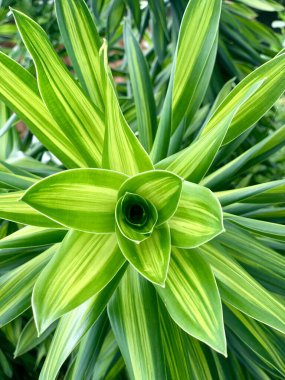 Rancabuaya plajı, Garut Regency, Batı Java, Endonezya - 4 Nisan 2025: küçük ve sakin dalgalarla bir plajda balık tutan insanlar