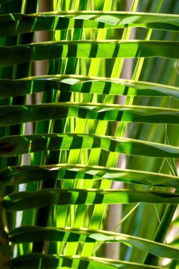 İlginç bir ritim, kontrastlık ve doku gösteren hindistan cevizi ağacının yaprakları