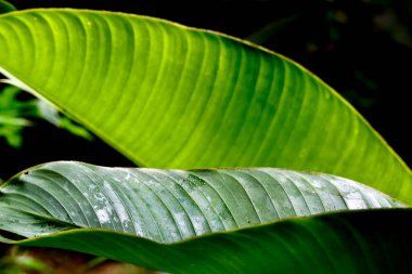 Güneş ışığına maruz kalmış bir muz yaprağının üzerini kapatın. Dokusunu ve parlak yeşil rengini gösterin.