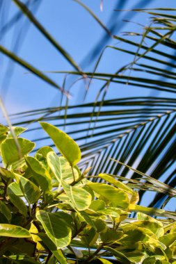 İlginç bir ritim, kontrastlık ve doku gösteren hindistan cevizi ağacının yaprakları
