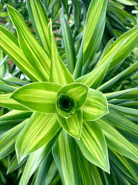 Rancabuaya plajı, Garut Regency, Batı Java, Endonezya - 4 Nisan 2025: küçük ve sakin dalgalarla bir plajda balık tutan insanlar