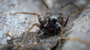 Örümcek suratlı bir örümceğin birden fazla gözü olan makro fotoğrafı.