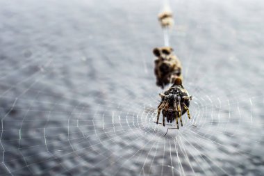 Örümcek avını yedikten sonra ağda oturuyor, yüzünü görebilirsin..