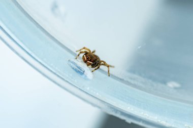 Sekiz gözlü şirin bir örümcek su içer, makro fotografi, ön görüş.