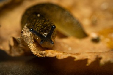 Kahverengi bahçe sümüklüböceği kuru yaprakta.