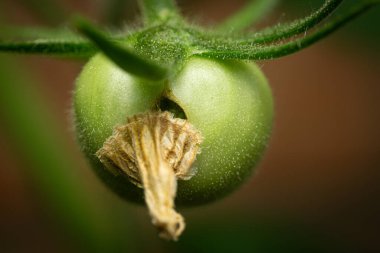 Küçük damlalı yeşil bir domatese yaklaş.