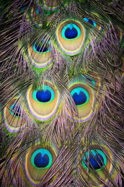 Bright colorful peacock feathers close up