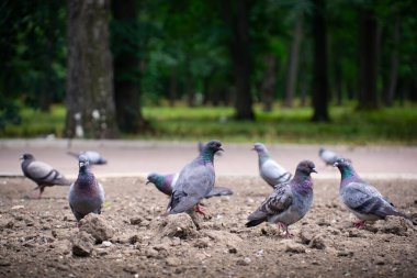 Şehir parkında yerdeki güvercinlerin güzel bir fotoğrafı.