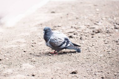 Tatlı, yalnız bir güvercin yerde oturur ve kameraya bakar.