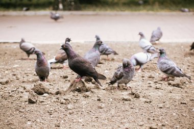 Şehir parkında yerdeki güvercinlerin güzel bir fotoğrafı.