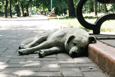 Beyaz evsiz köpek parkta uyuyor..