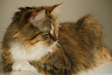 İlgi ve farkındalık ile yan yana bakan üç renkli kedi, yeşil gözler, yan görünüm, metin için alan, beyaz arkaplan.