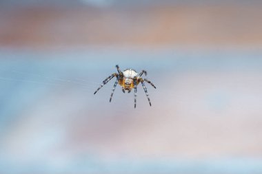 Bulanık mavi arkaplan üzerinde oturan çapraz örümceğin güzel detaylı makro fotoğrafı. 