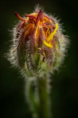 Bir yabani turuncu çiçek tomurcuğunun karanlık arka planda atmosferik makro görüntüsü..