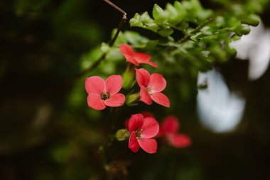 Parlak mercan Kalanchoe çiçeklerinin eğrelti otları ve atmosferik çiçekli bir fotoğrafı..