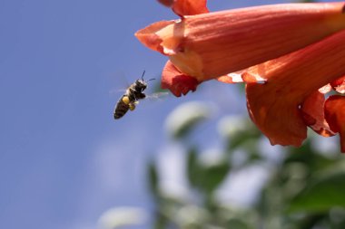 Bir arı, güneşli bir günde mavi gökyüzünün arka planında polen toplar, dili görünür, bacaklarında bir sürü polen vardır..