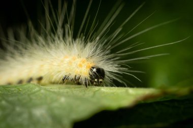Beyaz tüylü, tüylü tırtıl kara frenk üzümü yaprağını kabartıyor..