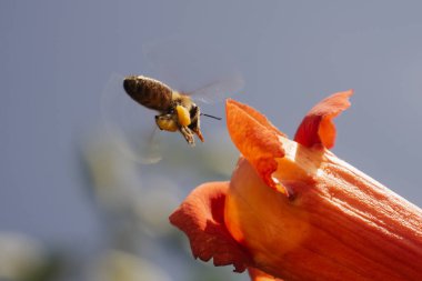 Bir arı, güneşli bir günde mavi gökyüzünün arka planında polen toplar, dili görünür, bacaklarında bir sürü polen vardır..