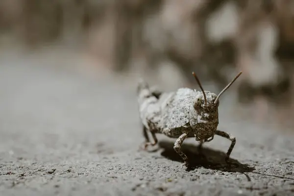 stock image Gray grasshopper sitting on the sand, detailed macro shot, blurred background.