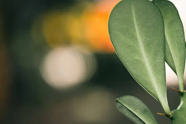 Yapraklı kaktüs manzarasını kapat, arka planda renkli bokeh