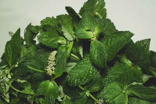 stock image Green mint branches with flowers