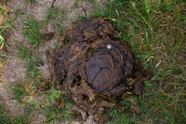 Yeşil çimenli bir çayırda inek dışkısı..