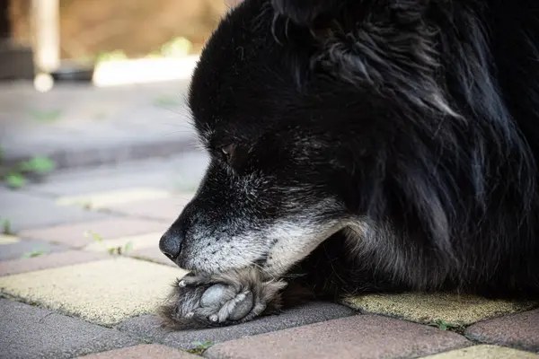 The dog is chewing on his paw because of subcutaneous mites, close-up shot.